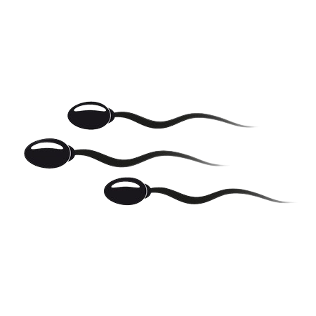 Sperm